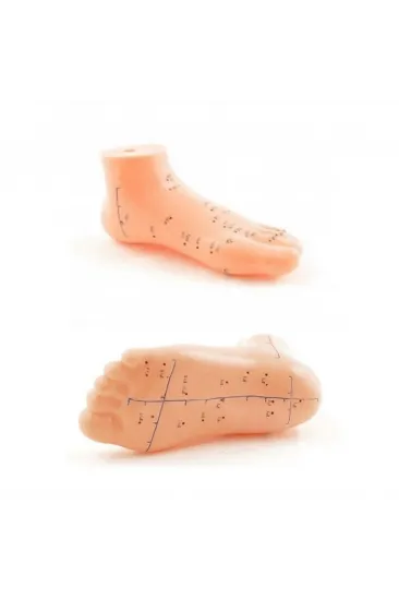 Akupunktur Eğitim Ayak Maketi Anatomik Refleksoloji Nokta Gösterim Modeli Eğitim Maketi Akupunktur Eğitim Ayak Maketi Anatomik Refleksoloji Nokta Gösterim Modeli Eğitim Maketi